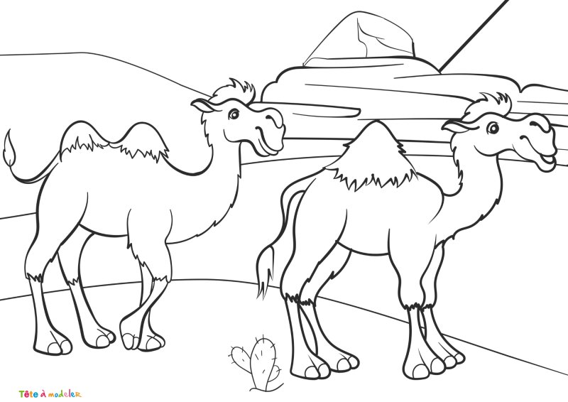 Coloriage dromadaire #03