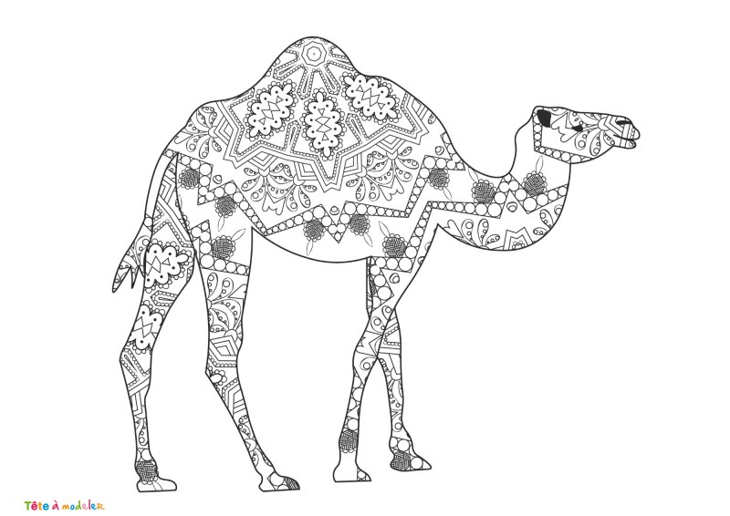 Coloriage dromadaire #04