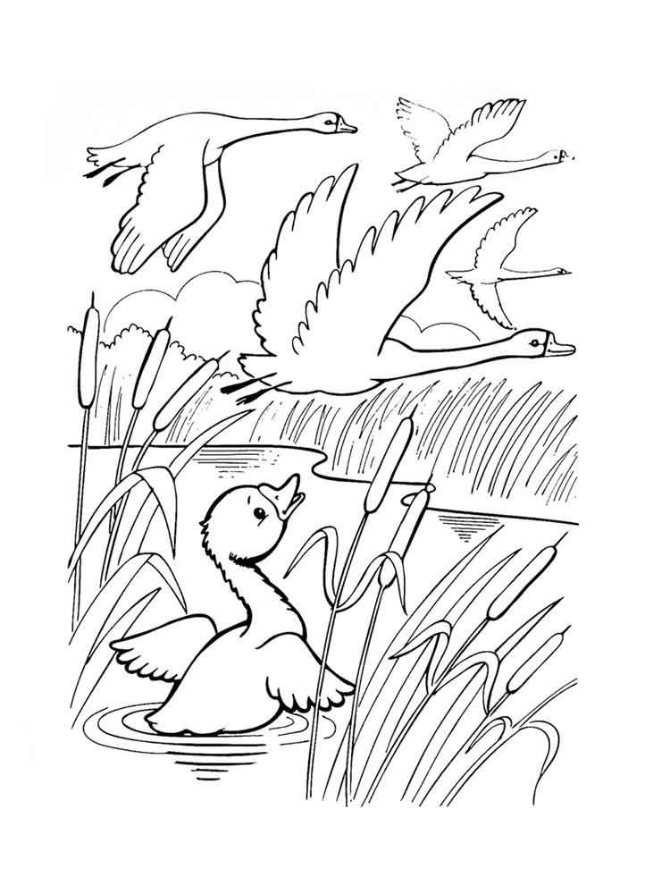 Coloriage d'un bébé cygne