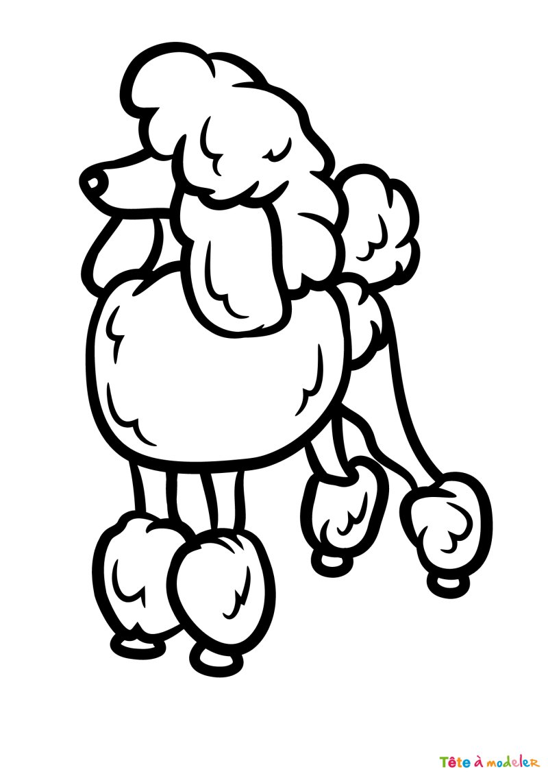 Coloriage d'un caniche à imprimer