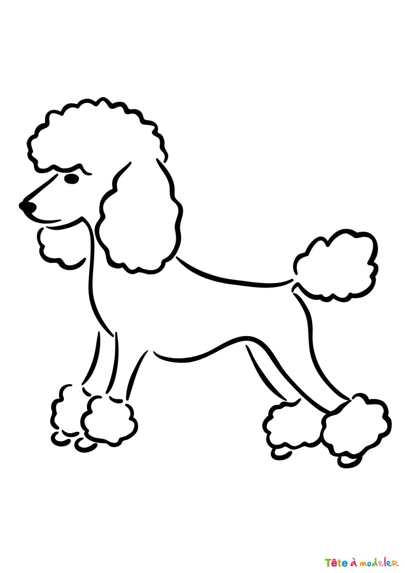 Coloriage d'un caniche en ligne