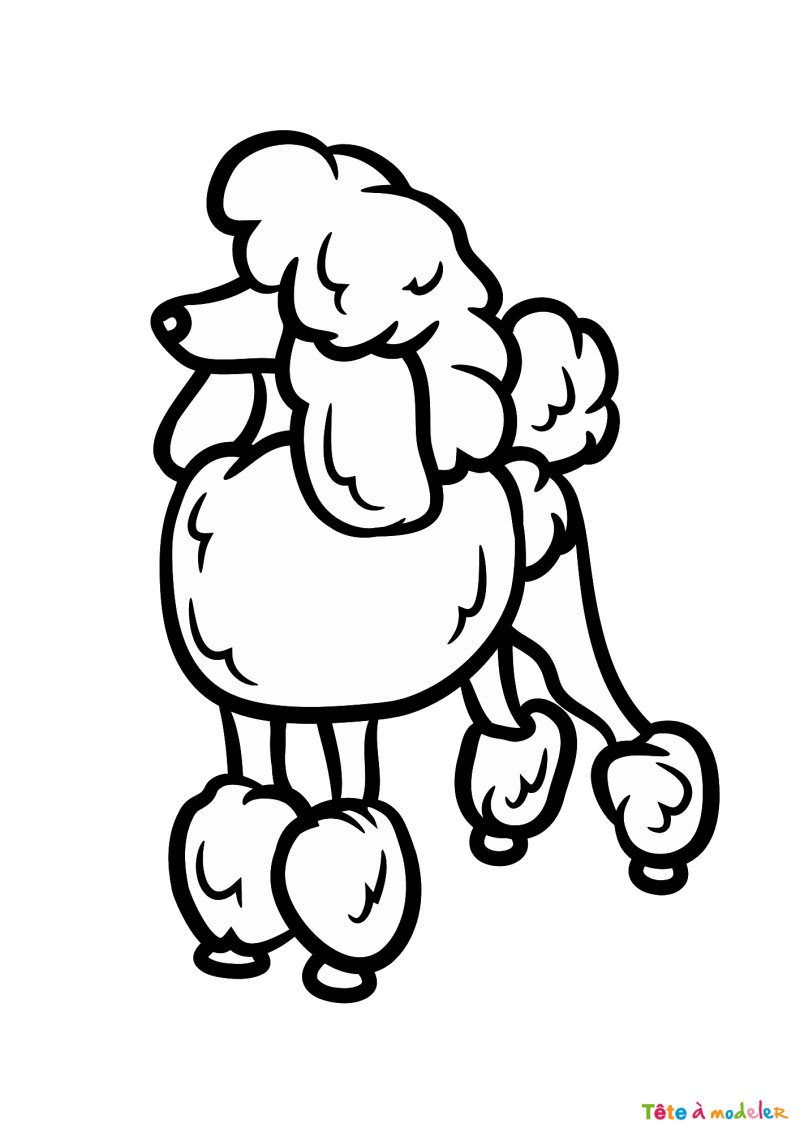 Coloriage d'un caniche facile