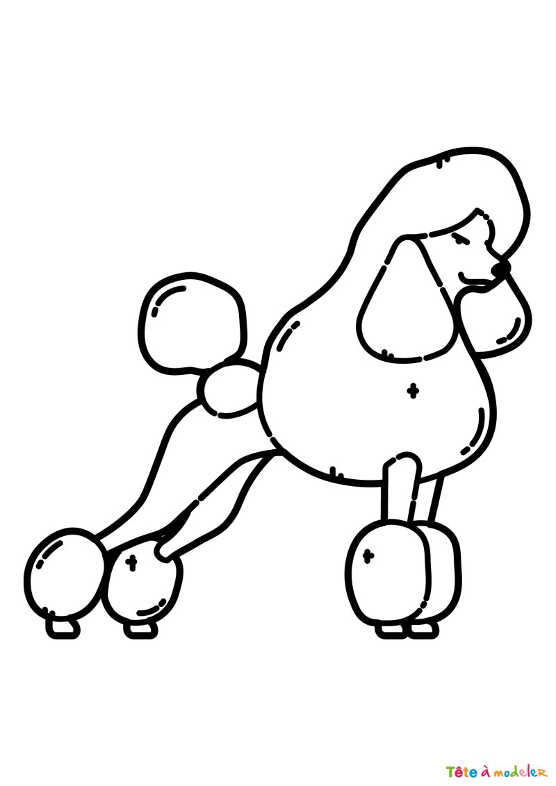 Coloriage d'un caniche femelle