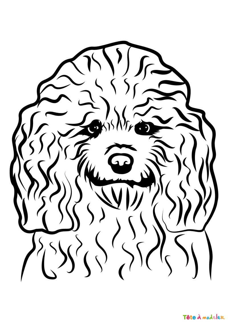 Coloriage d'un caniche garçon