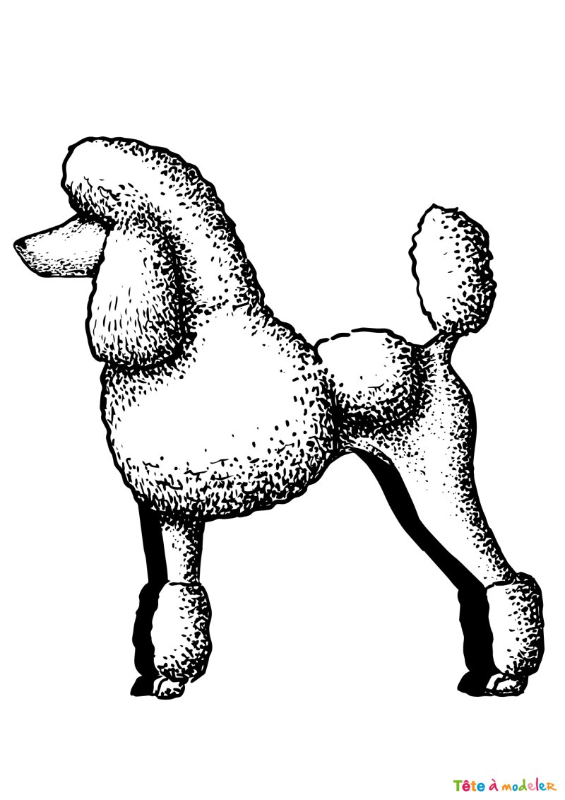 Coloriage d'un caniche géant