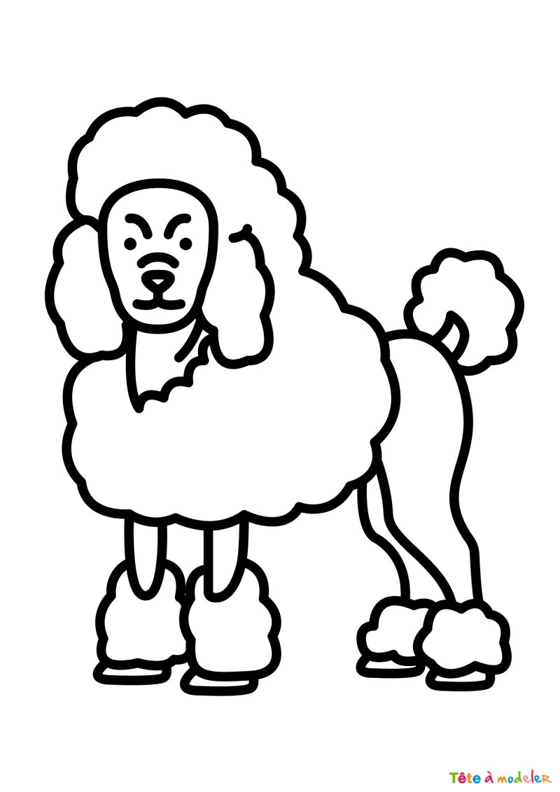 Coloriage d'un caniche gratuit