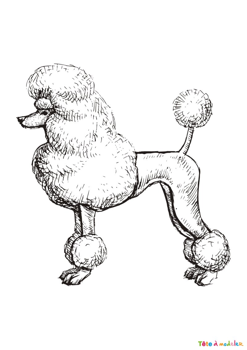 Coloriage d'un caniche royal