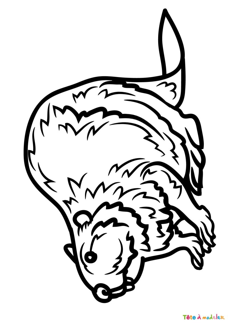 Coloriage d'un castor à télécharger