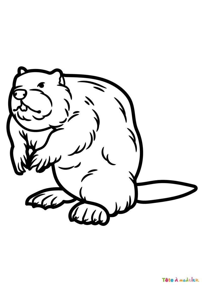 Coloriage d'un castor en maternelle