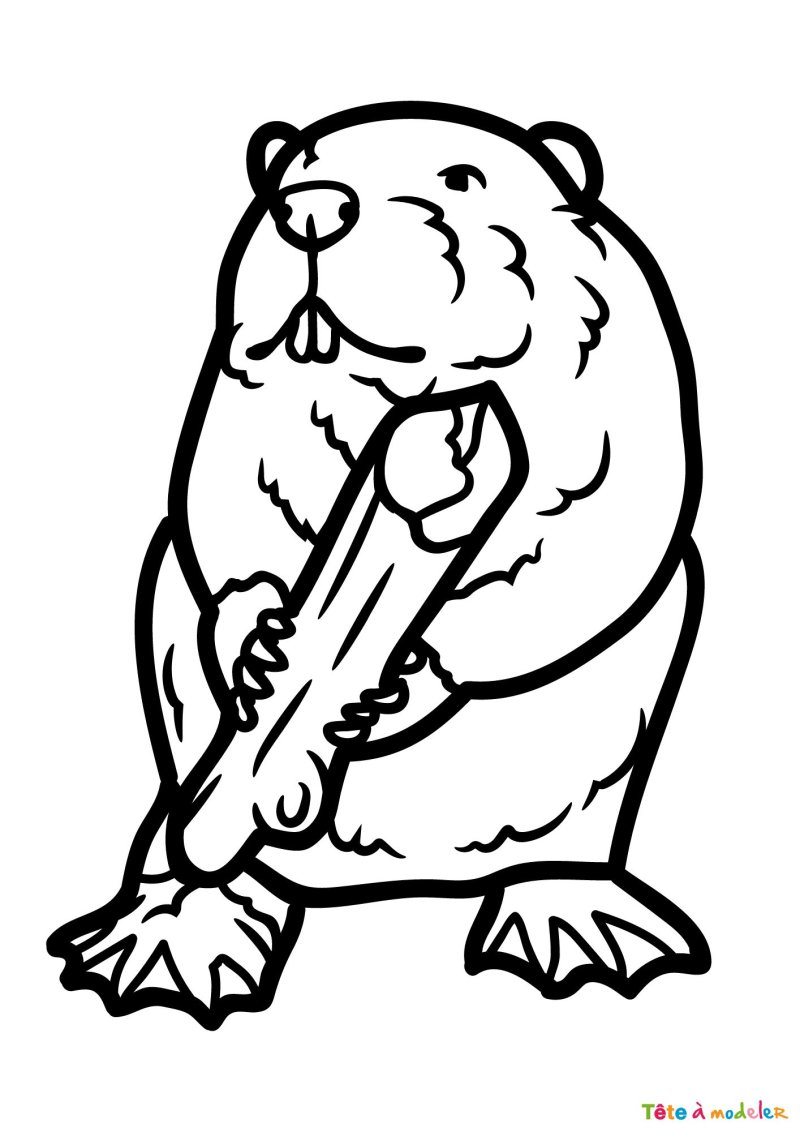 Coloriage d'un castor gratuit