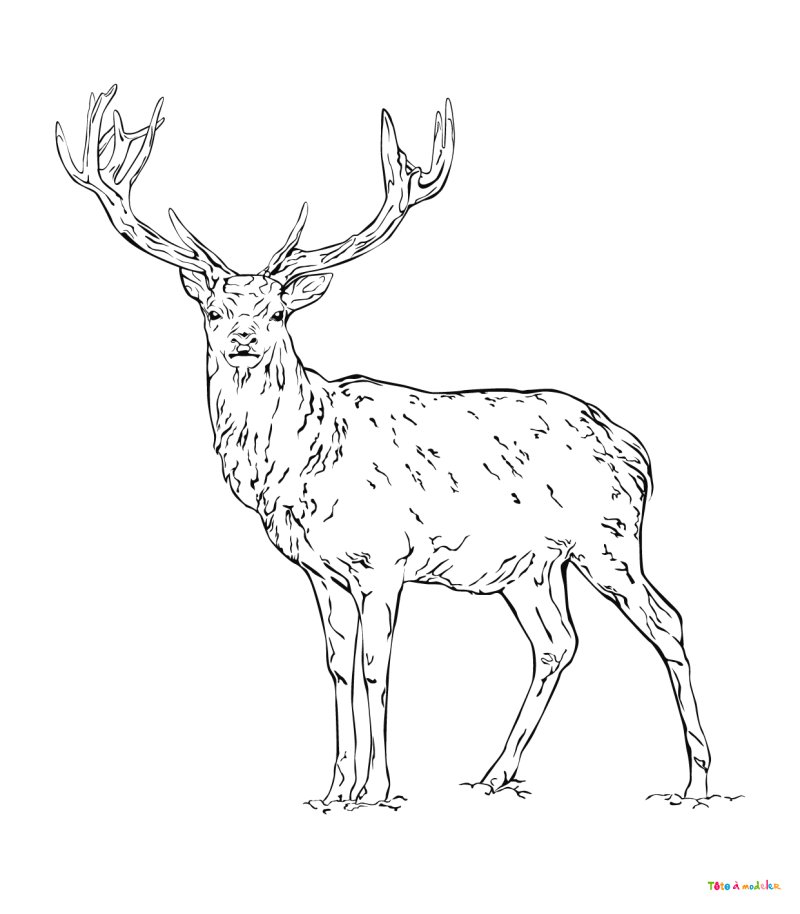 Coloriage d'un cerf en pdf