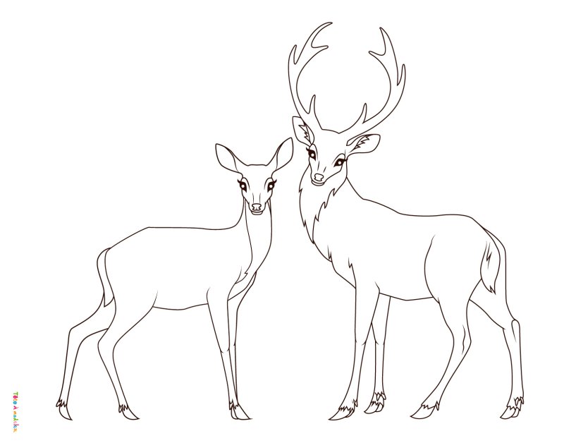 Coloriage d'un cerf amoureux