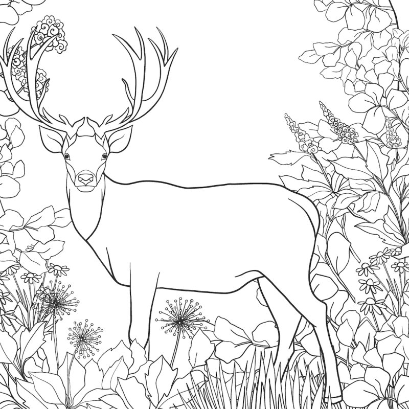 Coloriage d'un cerf dans la forêt
