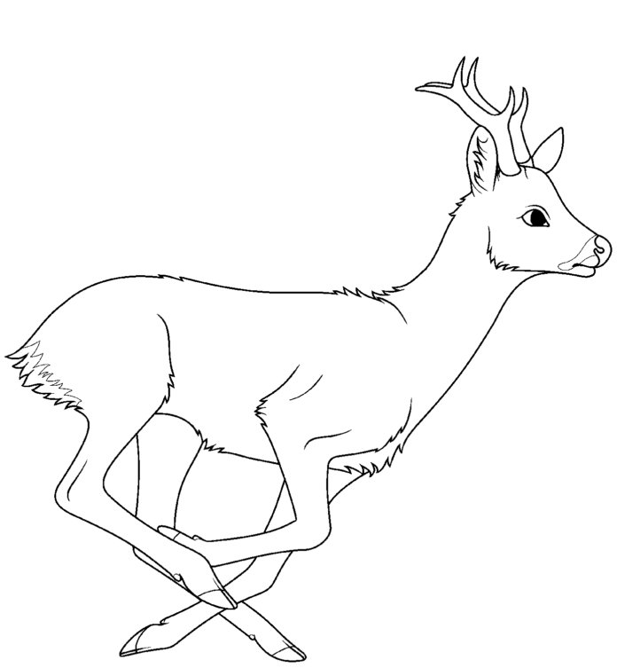 Coloriage d'un cerf qui court