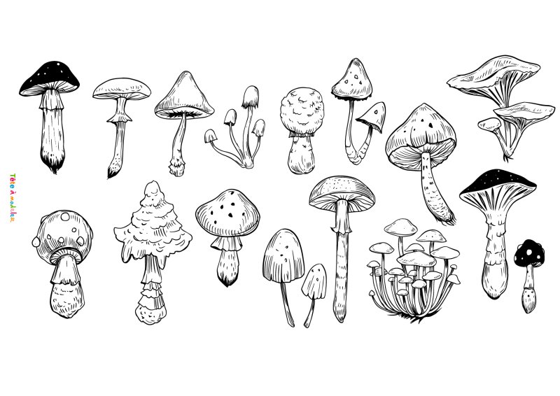 coloriage d'un champignon #06
