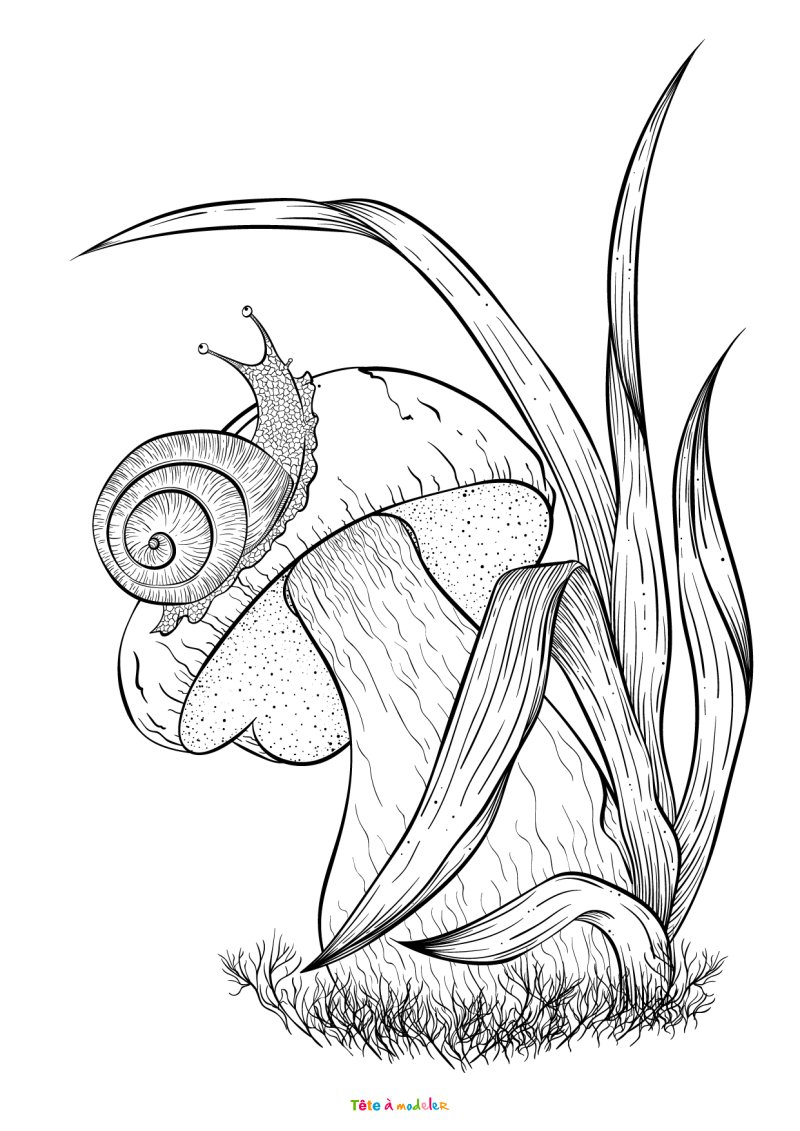 coloriage d'un champignon