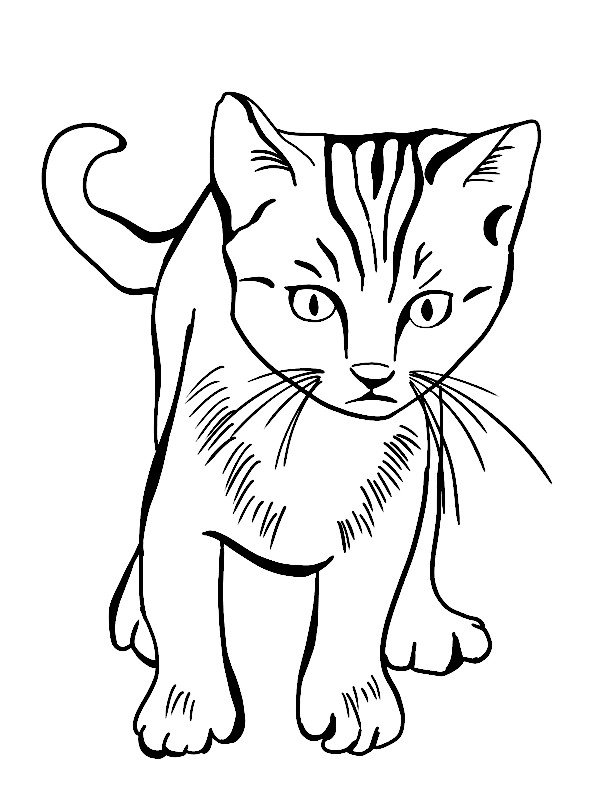 Coloriage d'un chaton gratuit