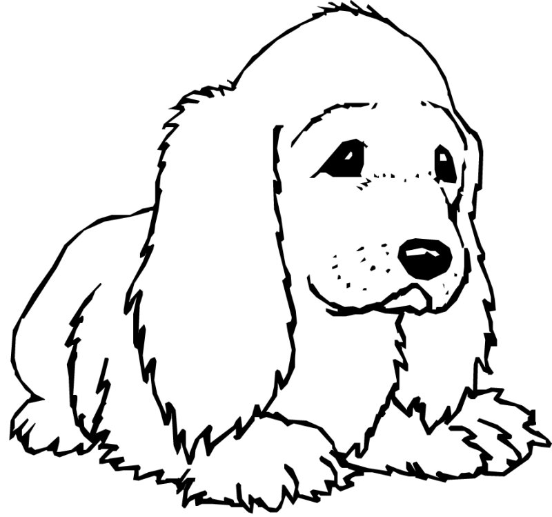 Coloriage d'un chiot cocker 