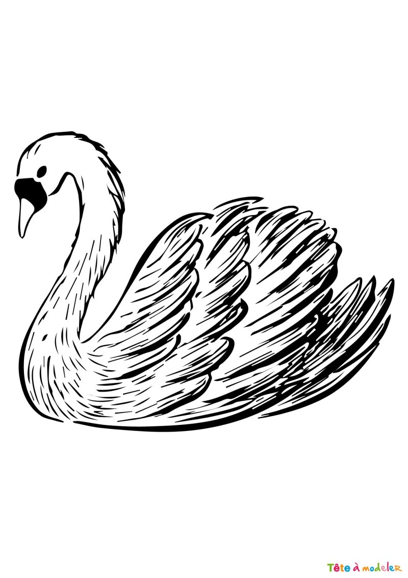 Coloriage d'un cygne en pdf