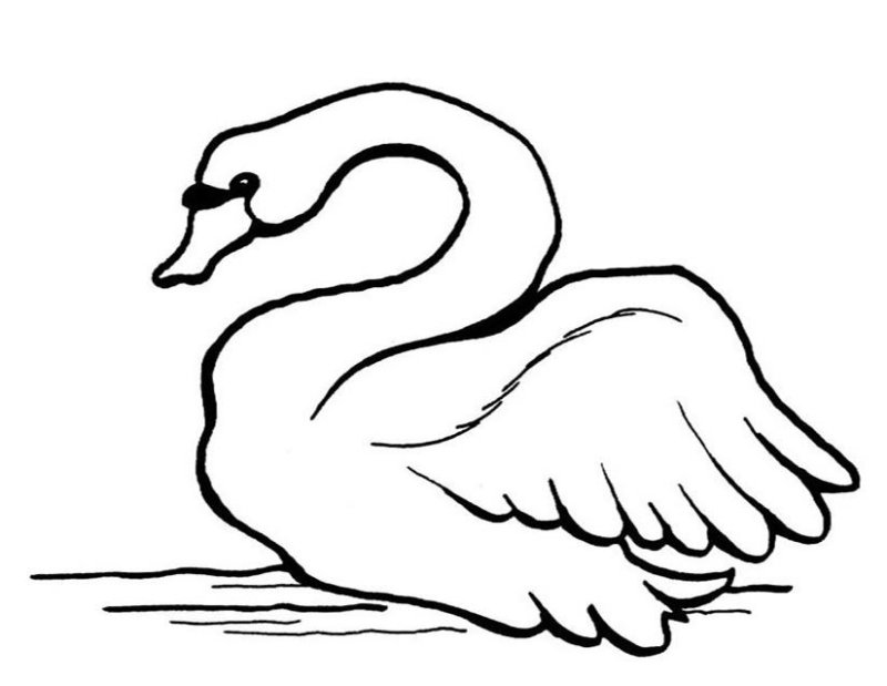 Coloriage d'un cygne gratuit
