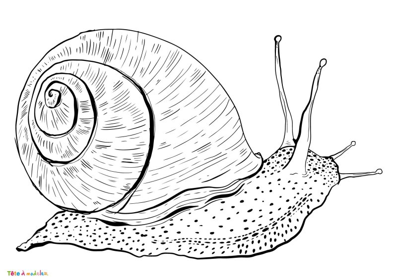 coloriage d'un escargot à télécharger