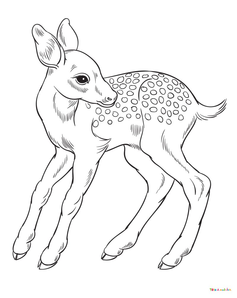 Coloriage d'un faon #05