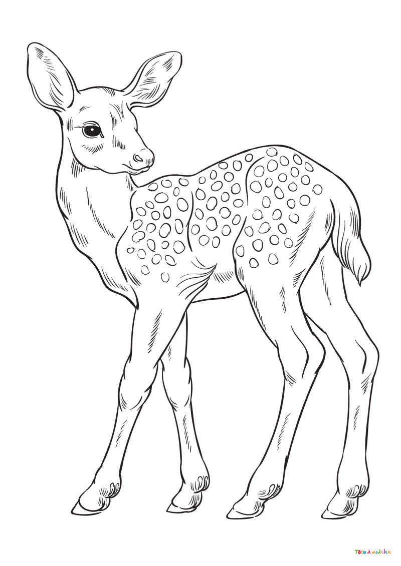 Coloriage d'un faon #06