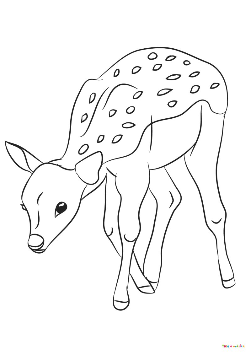 Coloriage d'un faon #08
