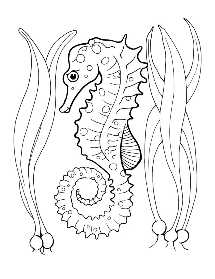 Coloriage d'un hippocampe facile