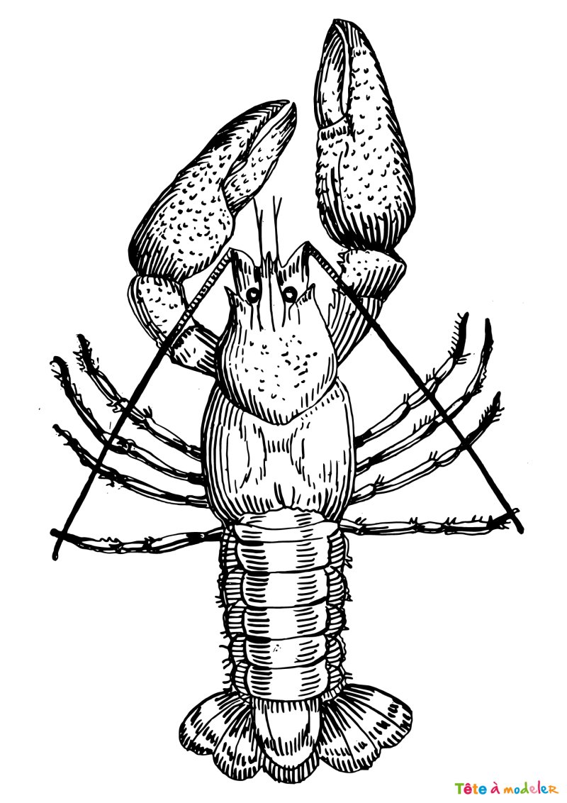 Coloriage d'un homard facile