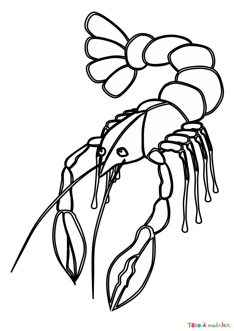 Coloriage d'un homard à petites pinces