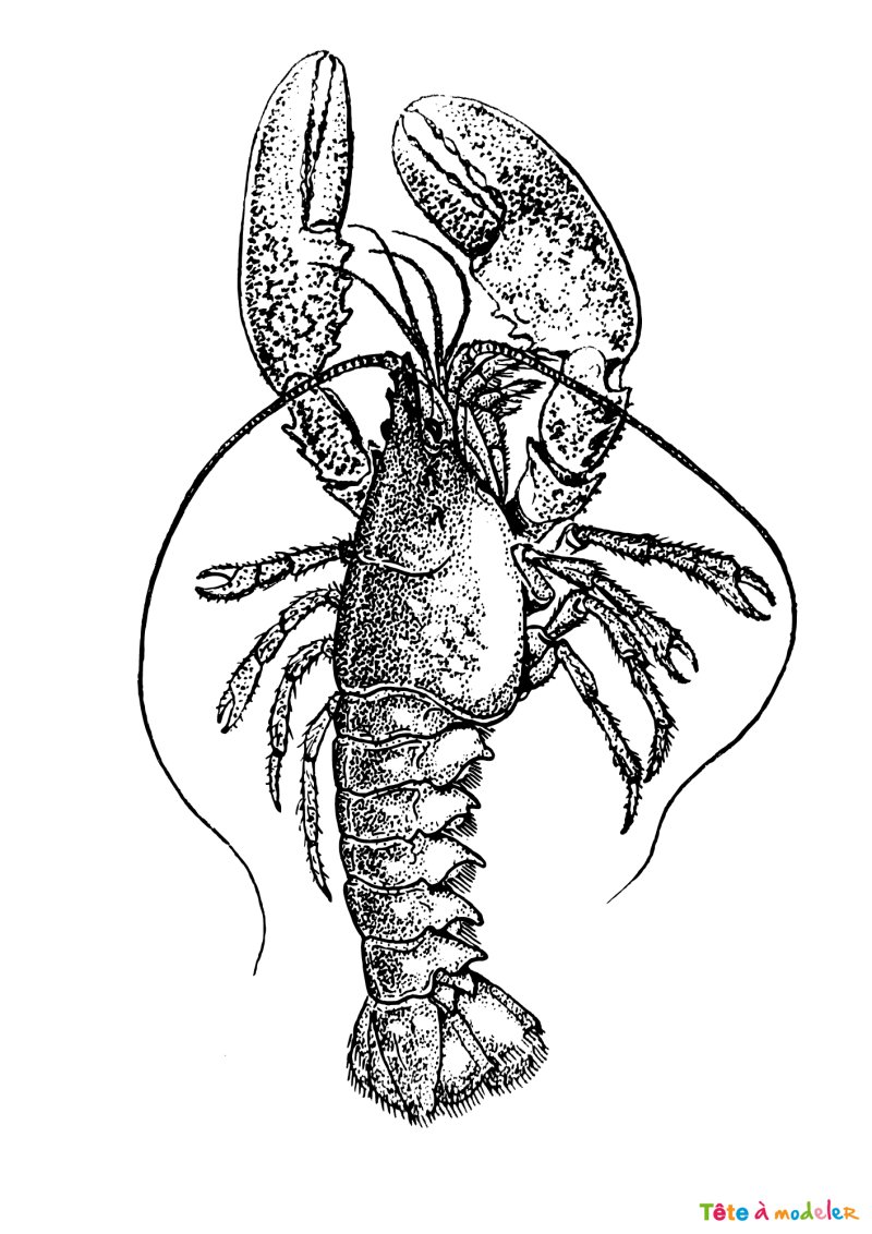 Coloriage d'un homard bleu