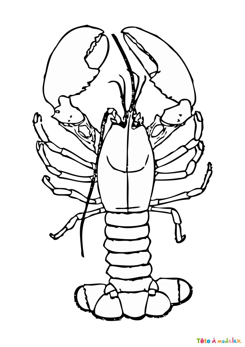 Coloriage d'un homard gratuit