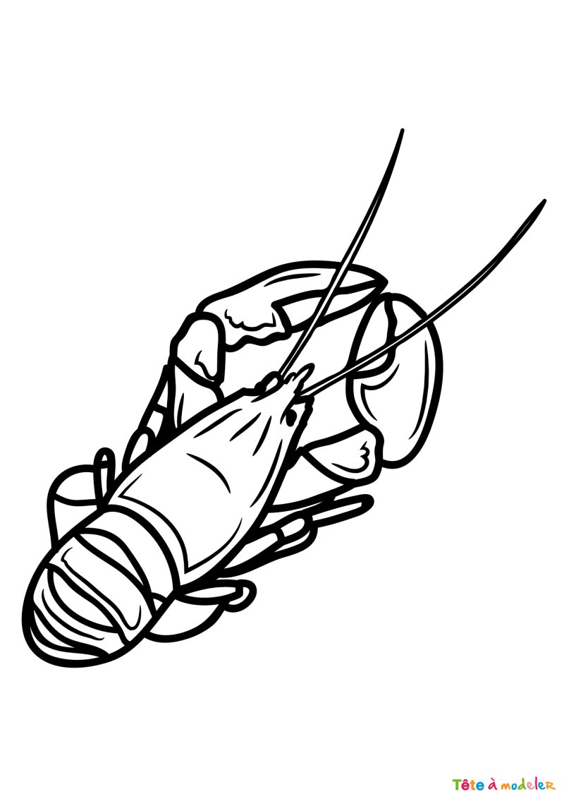 Coloriage d'un homard bebe
