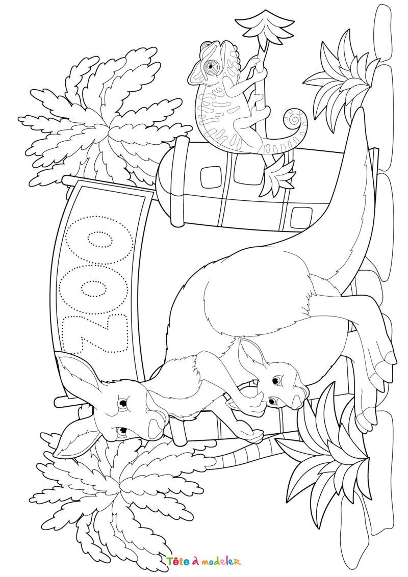 Coloriage d'un kangourou au zoo
