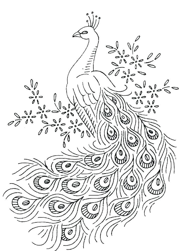 Coloriage d'un paon de profil