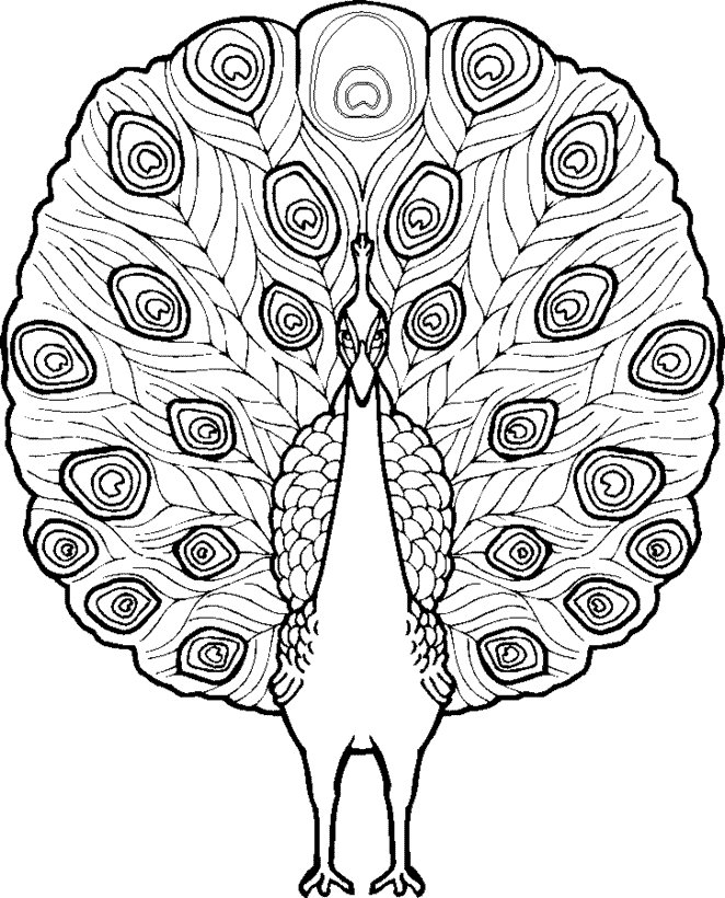 Coloriage d'un paon facile