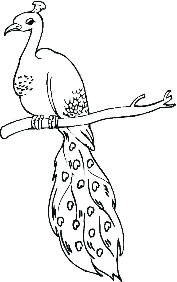 Coloriage d'un paon sur une branche