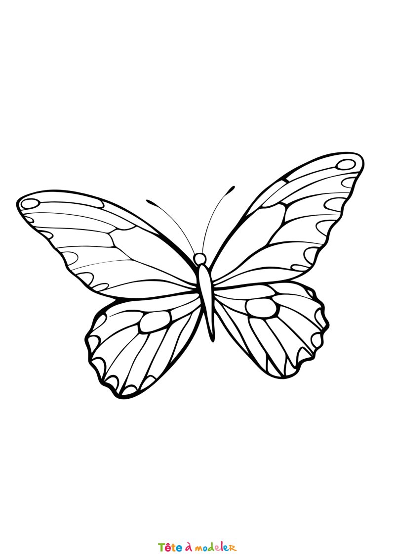 Coloriage d'un papillon de nuit