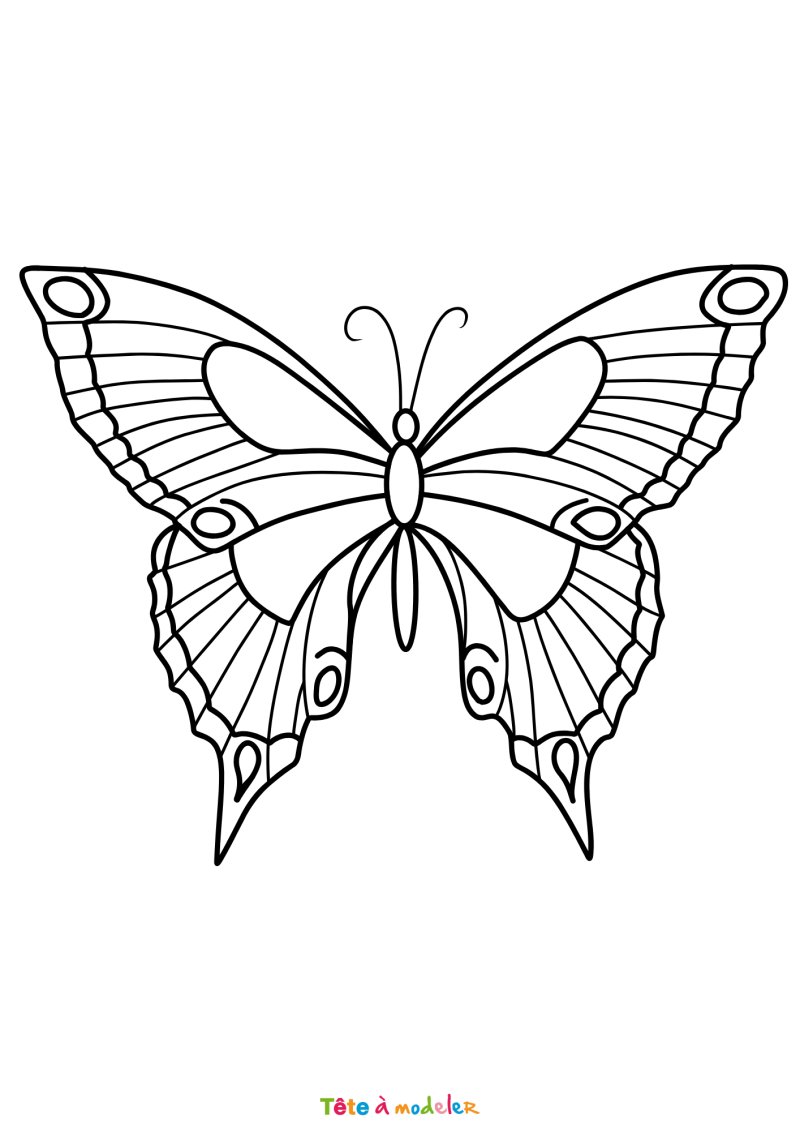 Coloriage d'un papillon en PDF
