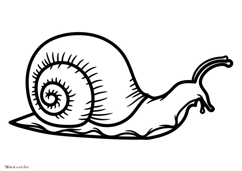 coloriage d'un petit escargot