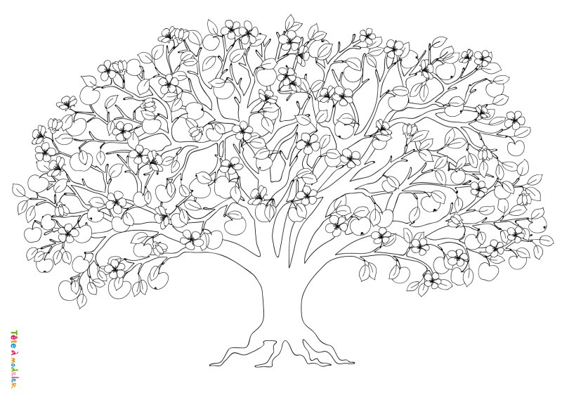 Coloriage d'un pommier #01