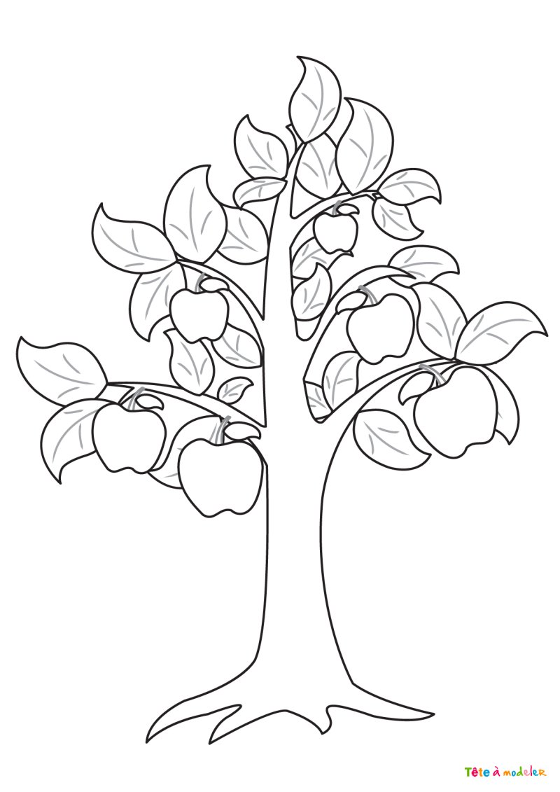 Coloriage d'un pommier #03
