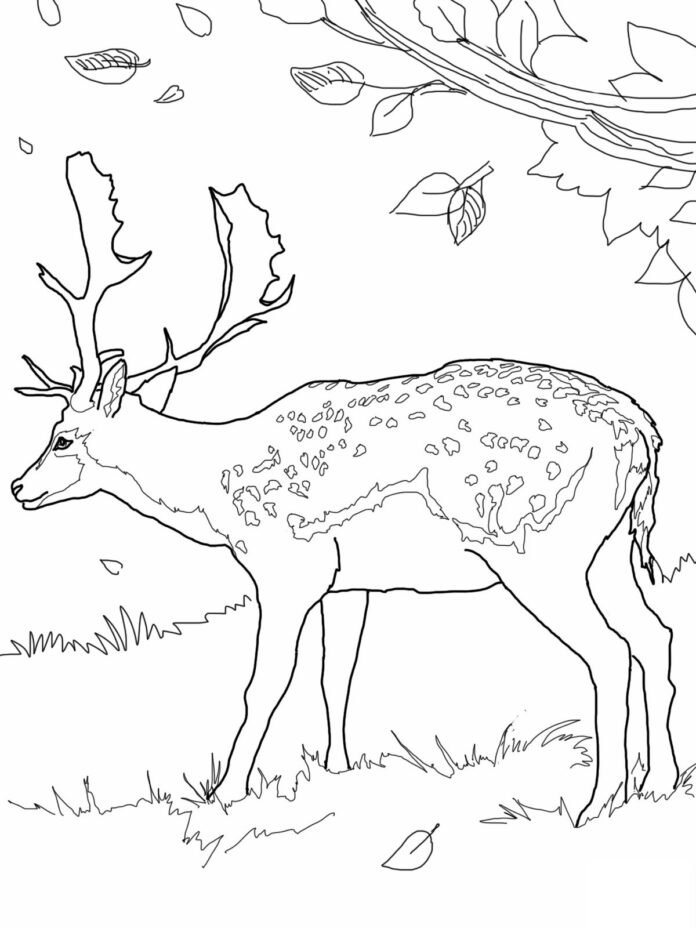 Coloriage d'un sert qui se balade