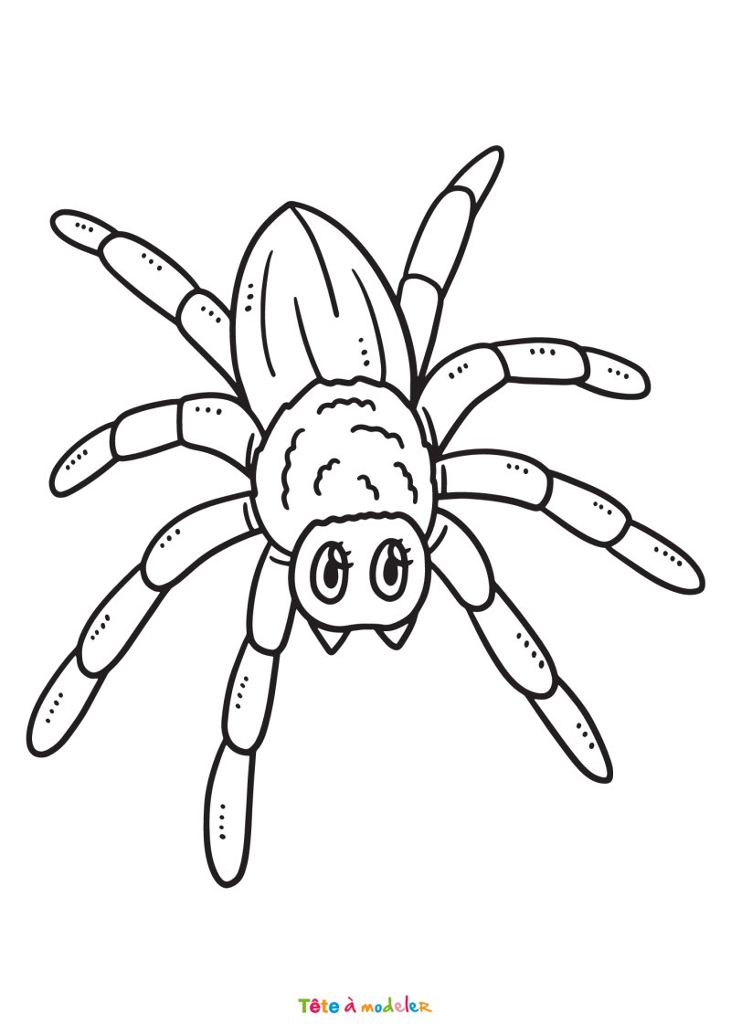 Coloriage d'une araignée en pdf