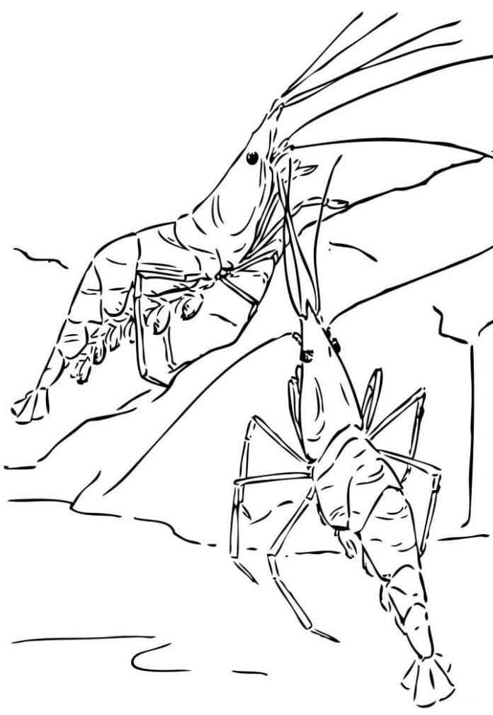 Coloriage d'une crevette à imprimer