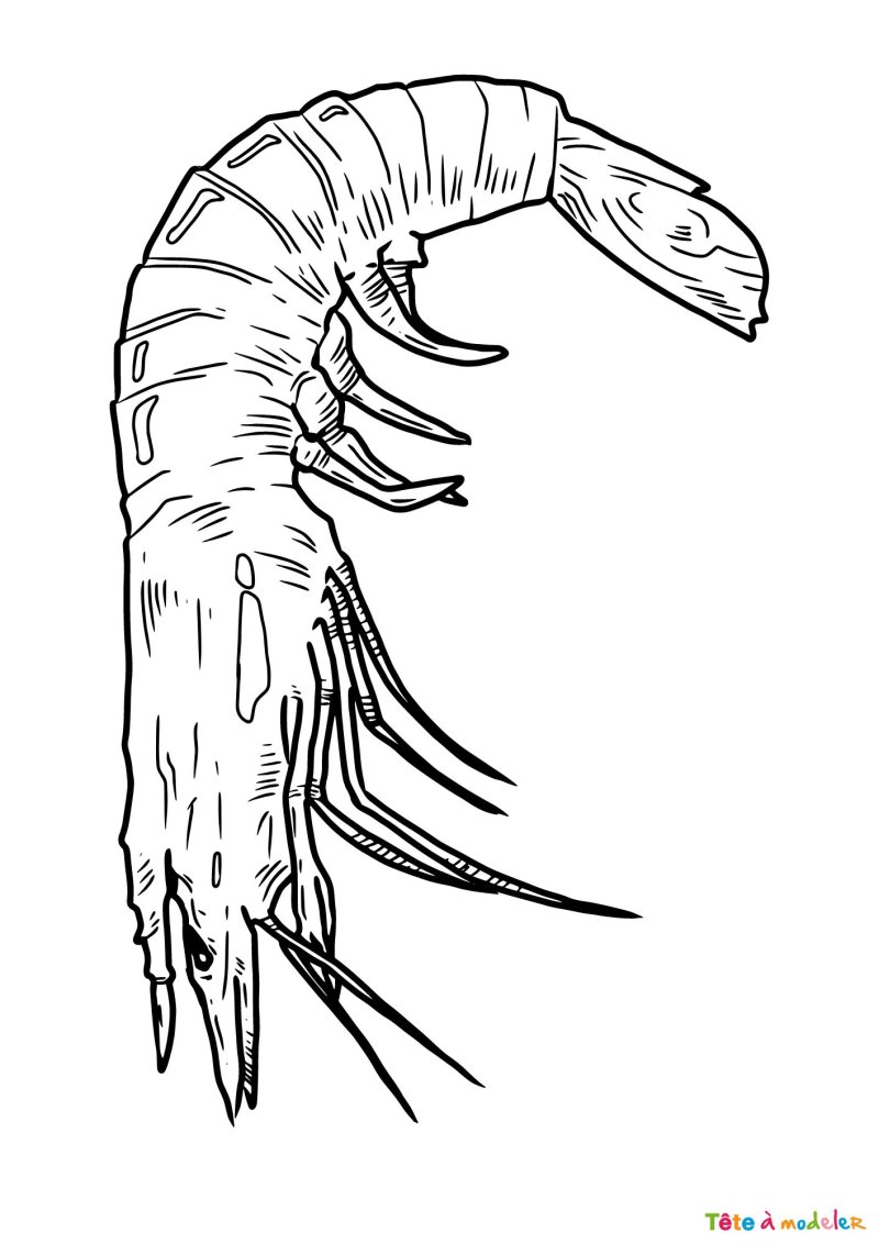 Coloriage d'une crevette animal