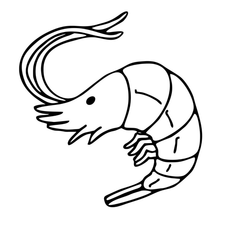 Coloriage d'une crevette cp