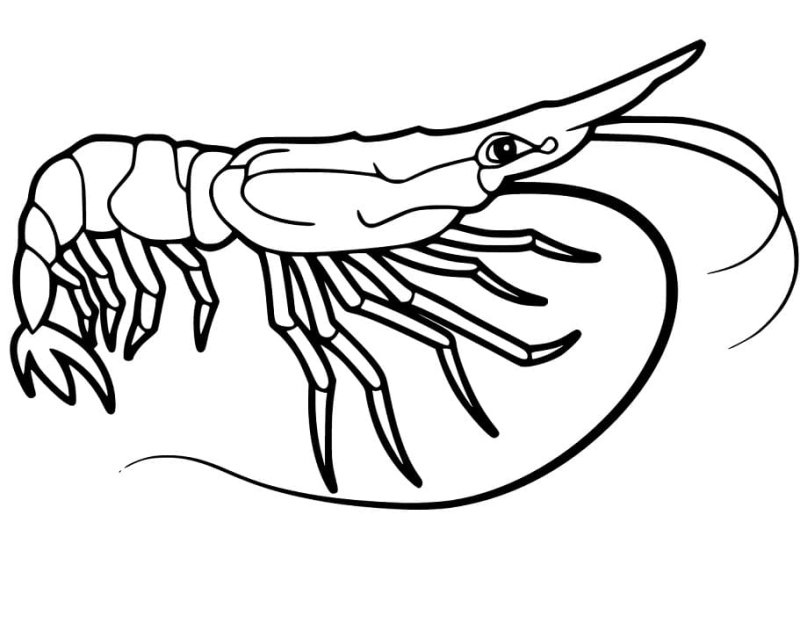 Coloriage d'une crevette gratuit