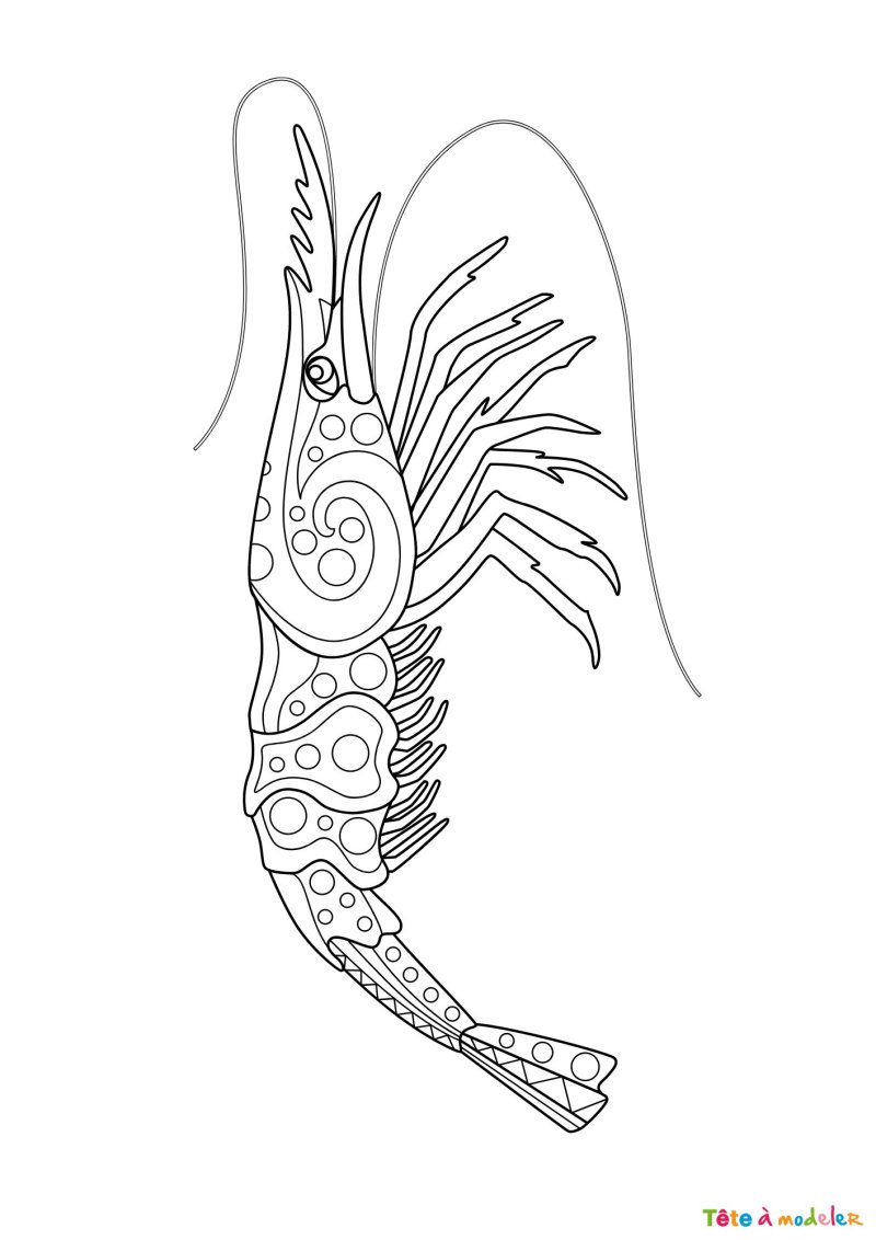 Coloriage d'une crevette sauvage